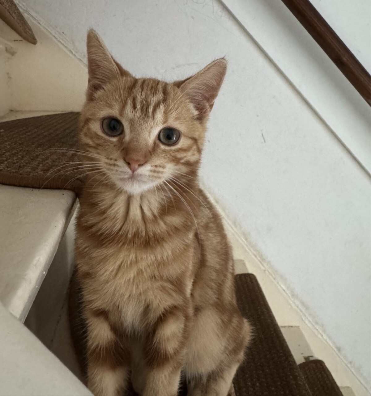 Heb jij Mona, Miki of Blue belle gezien? Deze zes huisdieren worden in