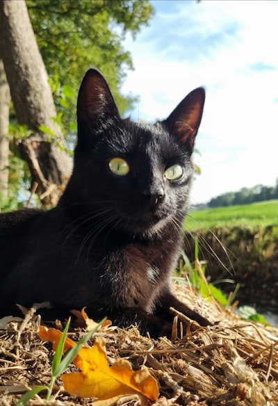 Heb jij Kiddy of Plop gezien? Deze twee huisdieren worden in Sint-Michielsgestel vermist