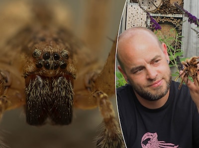 Overal krioelen weer spinnen: één nieuwe soort is zelfs giftig en rukt op in Nederland