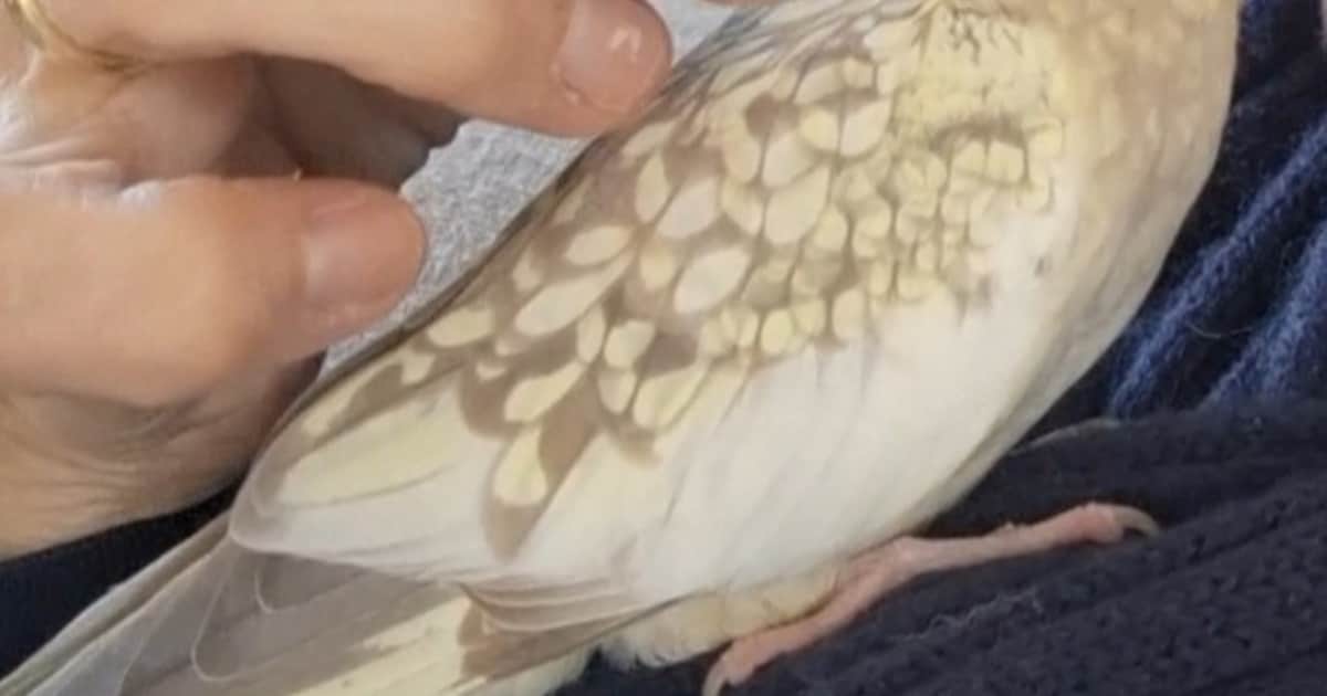 Heb jij Pip gezien? Dit huisdier wordt in Loon op Zand vermist