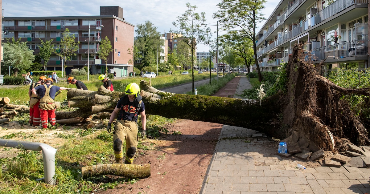 Fors minder schade in Maashorst door noodweer vorig jaar