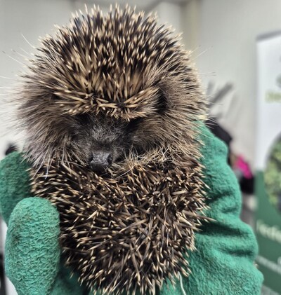 Egeltje Elske gered van parkeerplaats in Rosmalen: werd aangevallen door vogels