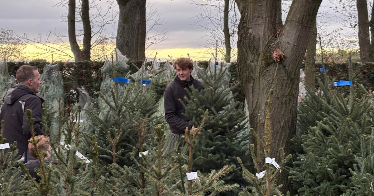 Reminder: hier kun je deze week de kerstboom op laten halen in Helmond