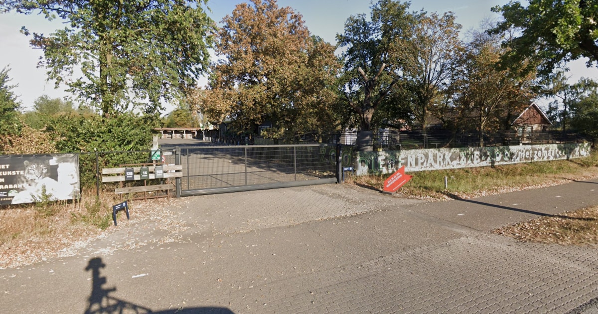 Dierenpark ZiE-ZOO in Volkel start proef met kunstmatige inseminatie bij Afrikaanse wilde hond