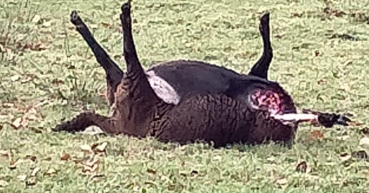 Drie schapen doodgebeten bij boerderij in Esbeek, wolf verdacht