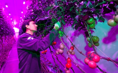 Ruzies en ruig met geld: zo spatte de miljardendroom van wereldverbeteraar PlantLab uiteen