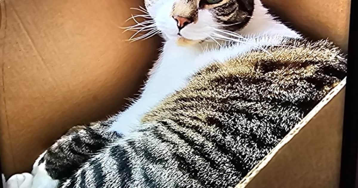 Heb jij Milo, Gogo of Bob gezien? Deze 29 huisdieren worden in Tilburg vermist