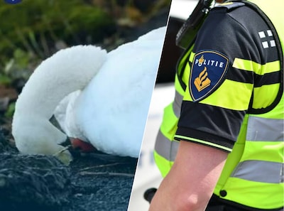 Volwassen zwaan en jong doodgeschoten bij Kasteel Dussen: ‘Het dier heeft nooit kunnen vliegen’