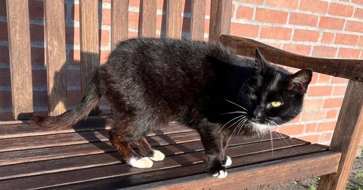 Heb jij Lotje gezien? Dit huisdier wordt in Alphen-Chaam vermist