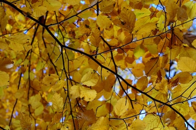 Inloopbijeenkomst Ulvenhoutse Bos op 15 december