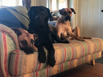 Heb jij Elvis gezien? Dit huisdier wordt in Maasdriel vermist