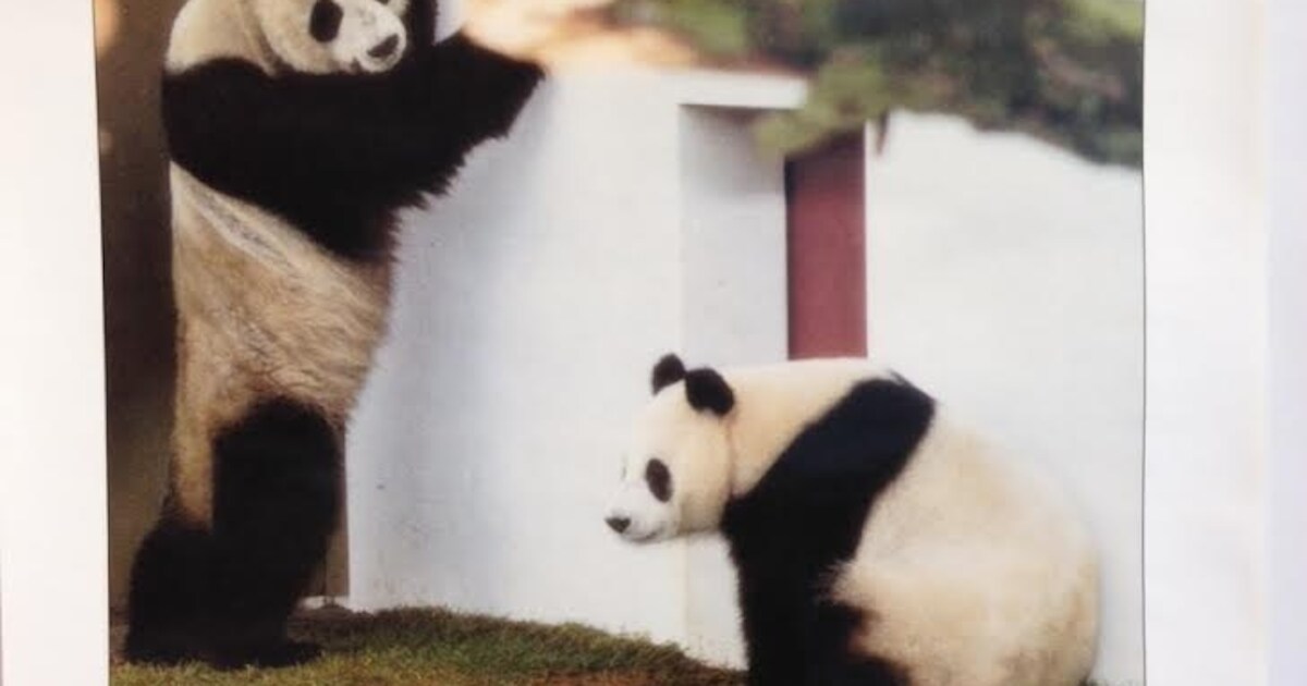 Safaripark Beekse Bergen had in 1987 al twee Chinese reuzenpanda's (oproep)