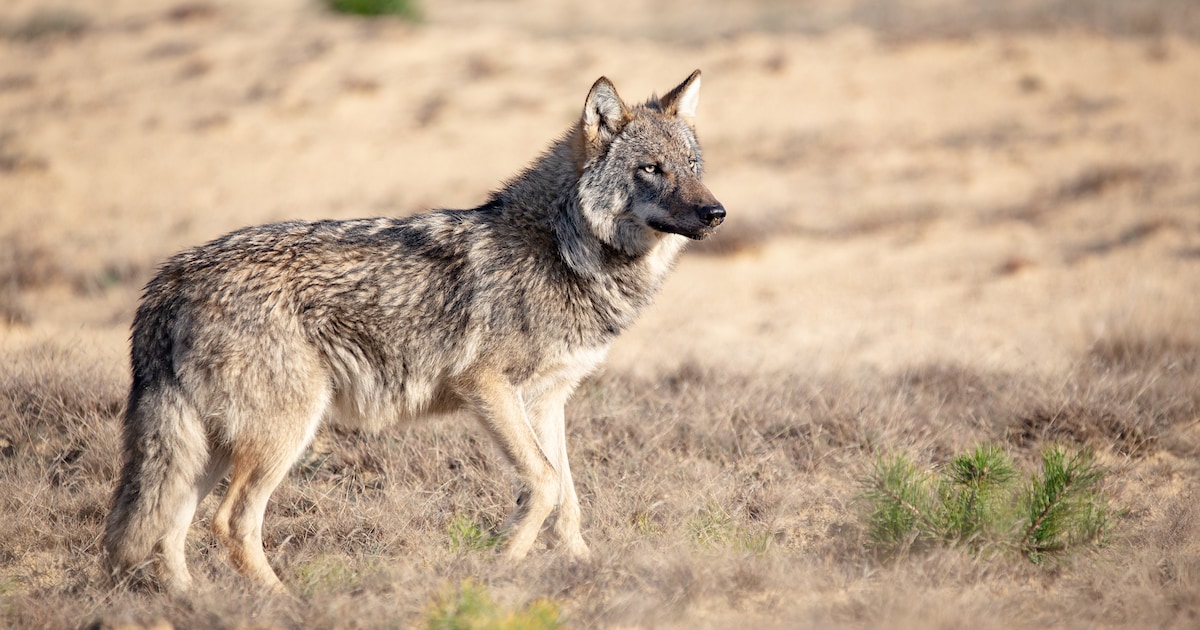 Wolvenmelder maakt foutje: dier niet gespot in Barendrecht, maar in Limburg