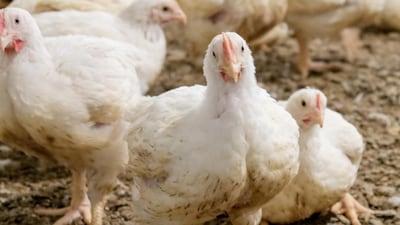 Vogelgriep vastgesteld bij pluimveebedrijf vlakbij Nederlandse grens: ‘Probeer je dieren zo veel mog