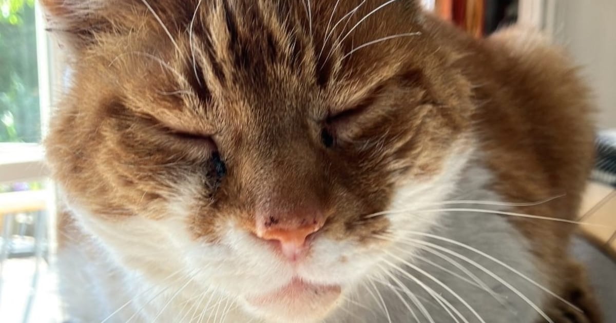 Heb jij Henk gezien? Dit huisdier wordt in Zaltbommel vermist