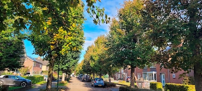 Bewoners Van Immerseelstraat in Loon op Zand maken bezwaar tegen kap dertig bomen