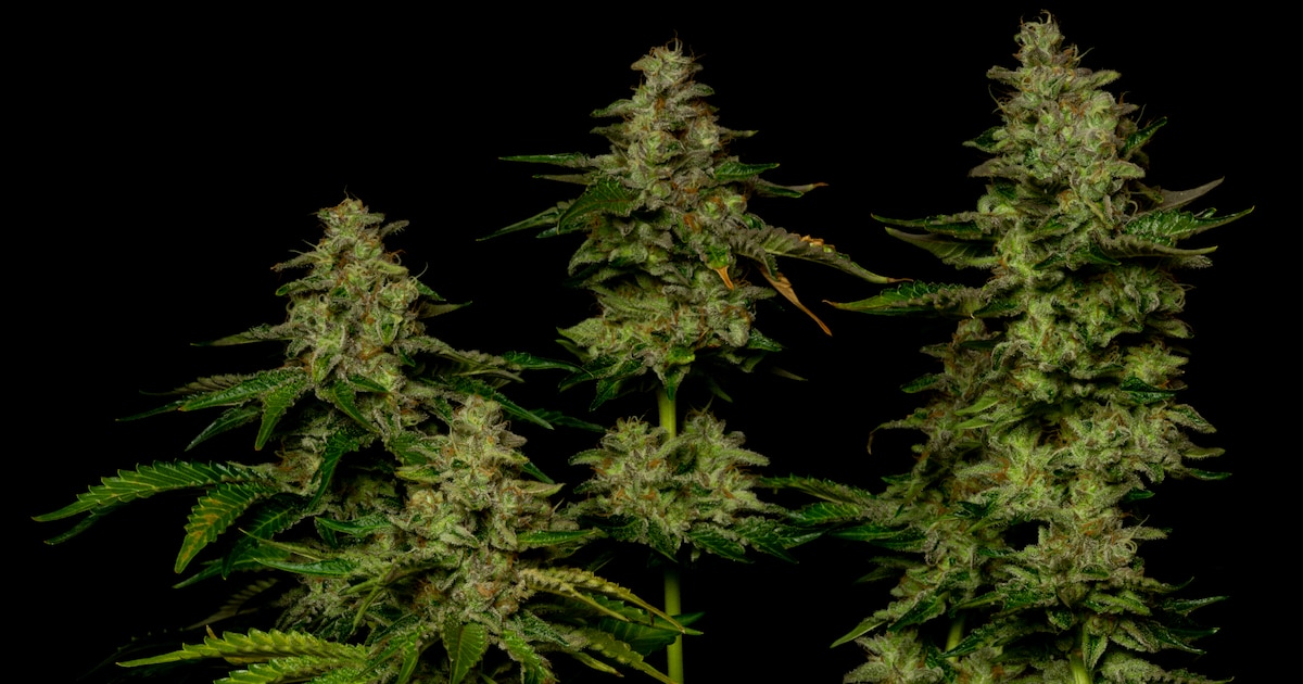 Agenten gaan op verdachte situatie af in Kaatsheuvel en zien opvallende pakketten in auto liggen