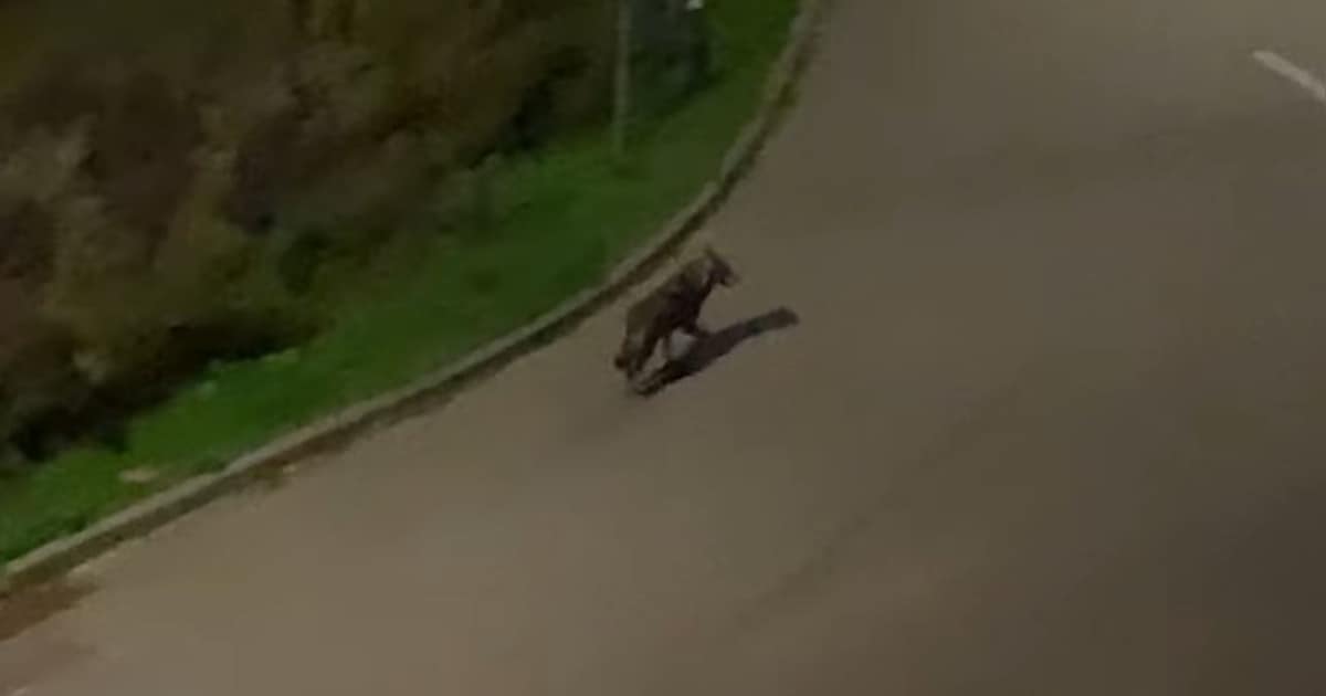 Wolf loopt midden op straat in Lage Zwaluwe, bewoner staat oog in oog: ‘Zou nu geen schapenboer will