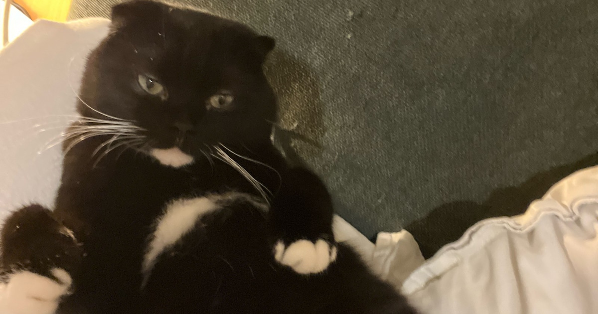 Heb jij Bibble of Poes gezien? Deze twee huisdieren worden in Den Bosch vermist