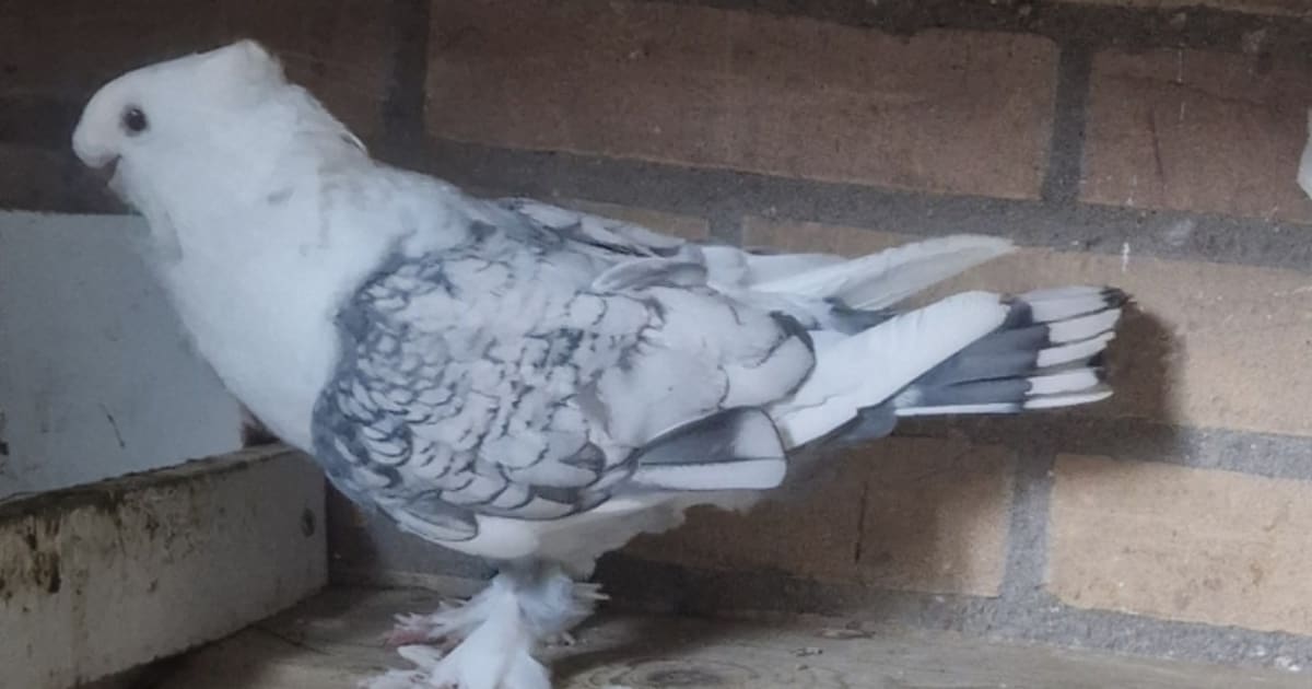 Heb jij Kuki gezien? Dit huisdier wordt in Boxtel vermist