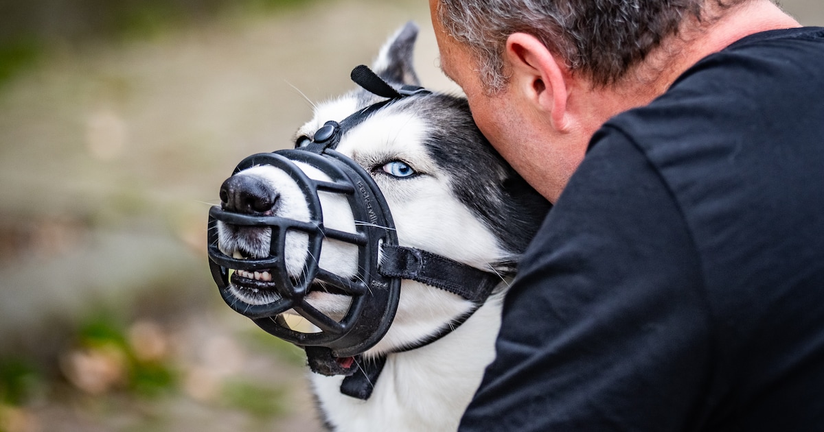 Twee jaar lang elke dag naar het asiel in Waalwijk: hoe André (54) het vertrouwen van deze husky won