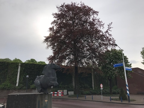 De bruine beuk aan het Maurickplein in Vught mag niet worden gekapt.