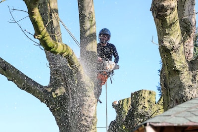 Gemeente Valkenswaard kapt zieke en dode bomen