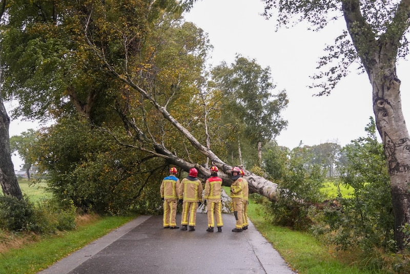 In Deurne waaide in het buitengebied een grote boom om, vermoedelijk onder invloed van de harde wind die bij storm Amy hoort.