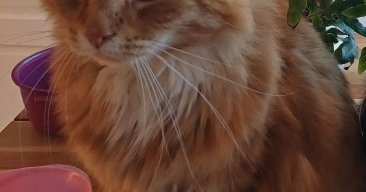 Heb jij Cyriel gezien? Dit huisdier wordt in Oisterwijk vermist