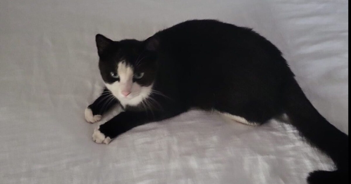 Heb jij Saartje of Lewis gezien? Deze twee huisdieren worden in Zaltbommel vermist