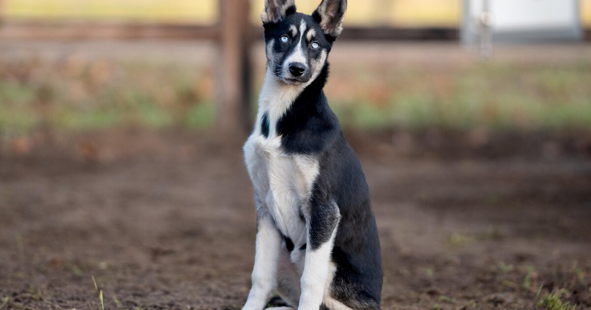 Heb jij Hope gezien? Dit huisdier wordt in Maashorst vermist