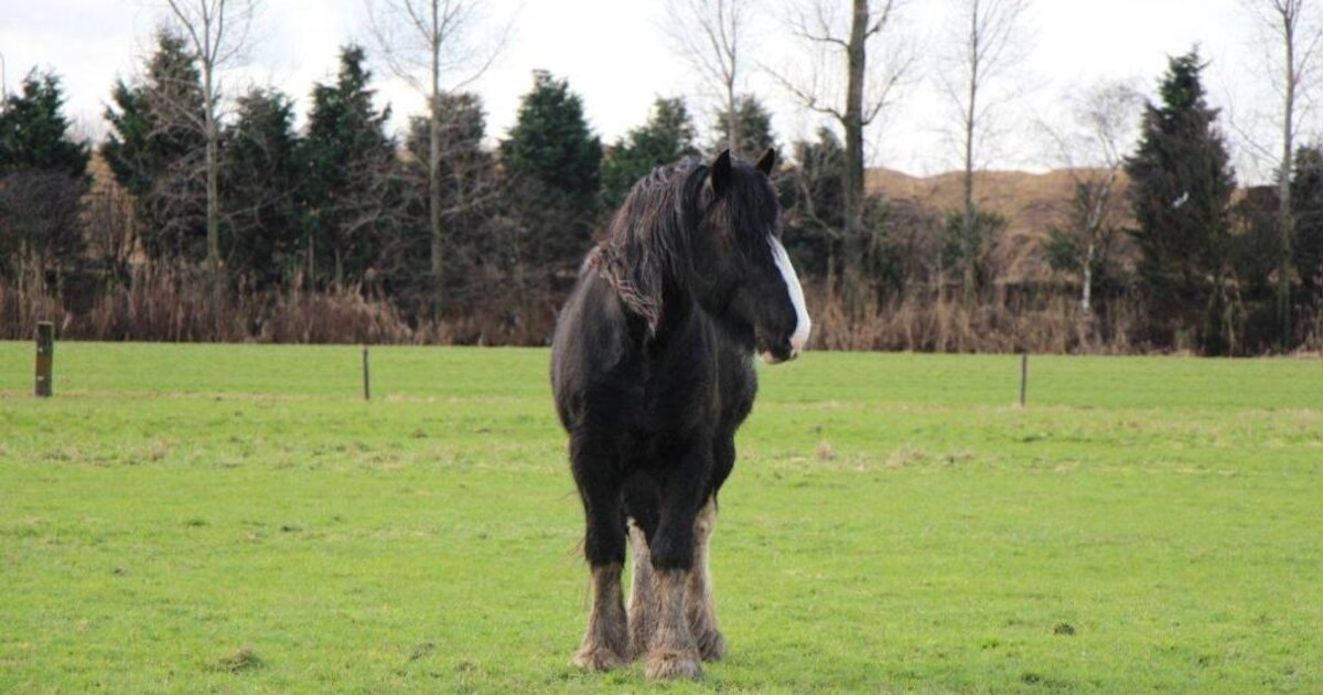 Robin Hood Stables in Herpt komt weiland tekort