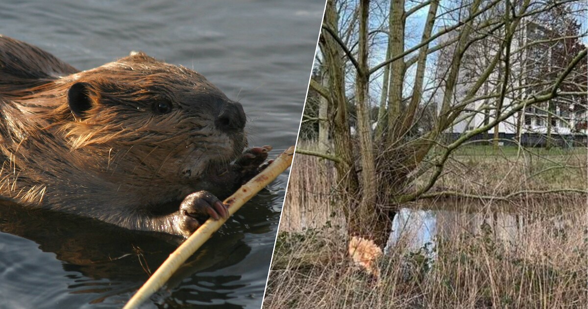 Leuk die oprukkende bevers, maar ze knagen wel veel bomen om: ‘Kunnen ...
