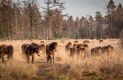 Geen problemen tussen grazers en bezoekers van De Maashorst