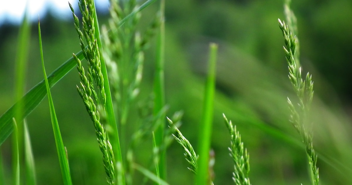Waterschap De Dommel houdt bijeenkomst in Budel over ecologische verbindingszone