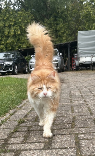 Heb jij Ted, Sjaakie of Tommie gezien? Deze drie huisdieren worden in Sint-Michielsgestel vermist