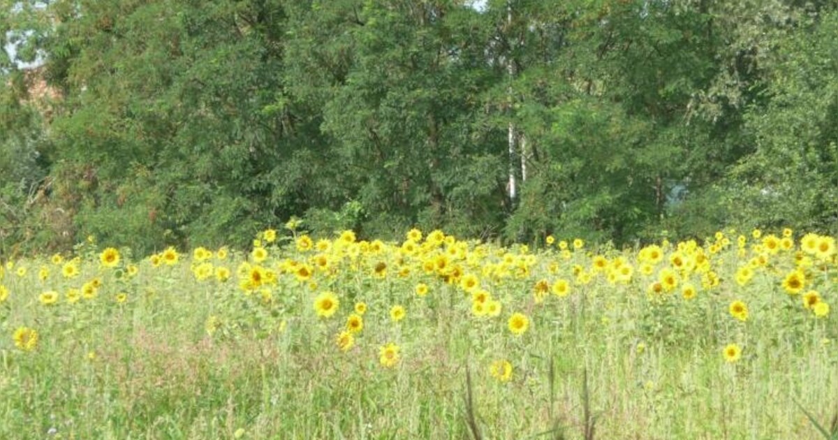 Park bij Lennisheuvel