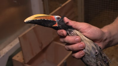 Een neushoornvogel in een kooi? ‘Elke handelaar die stopt is goed nieuws’