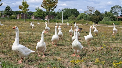 Vanaf komende week kan afgeschoten ganzenvlees naar koelingen in Noord-Holland