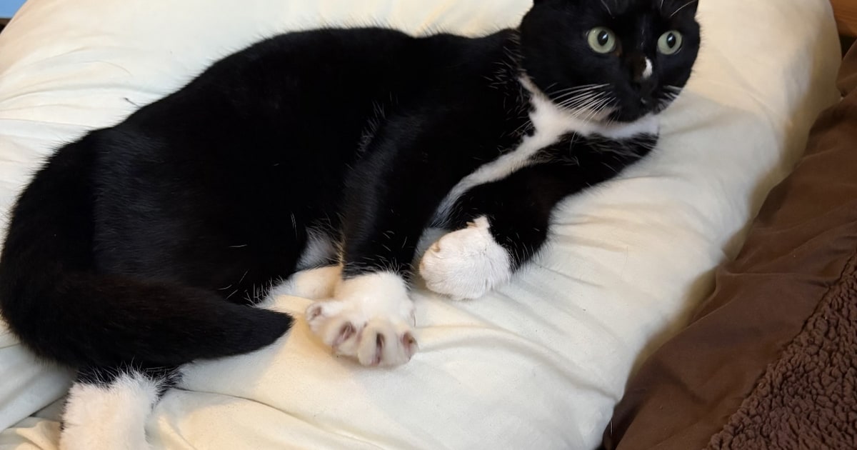Heb jij Pixie gezien? Dit huisdier wordt in Dongen vermist