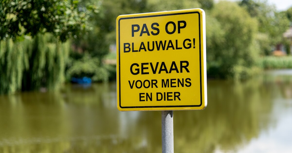 Water bij Bomenpark Heesch heeft blauwalg: gevaar voor honden