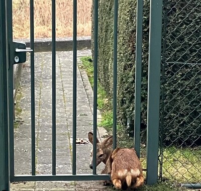 Brandweer bevrijdt ree in nood, dier zit klem tussen hek in Raamsdonksveer