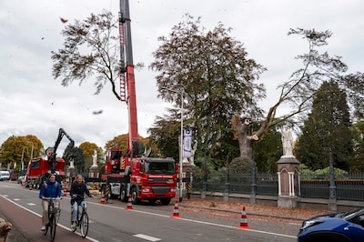 Honderd jaar oude beuk op monumentale begraafplaats met spoed gekapt: ‘Als hij op de Bredaseweg valt, hebben we een probleem’
