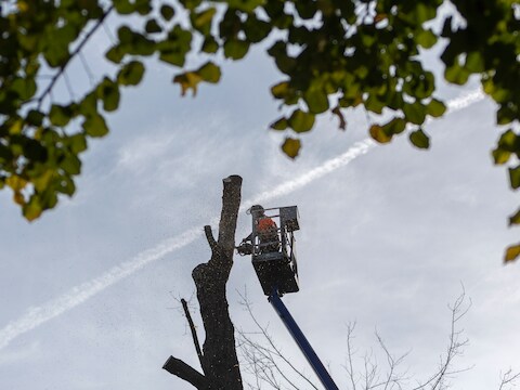 Snoeiwerkzaamheden Langstraat en Heezerweg in Leende