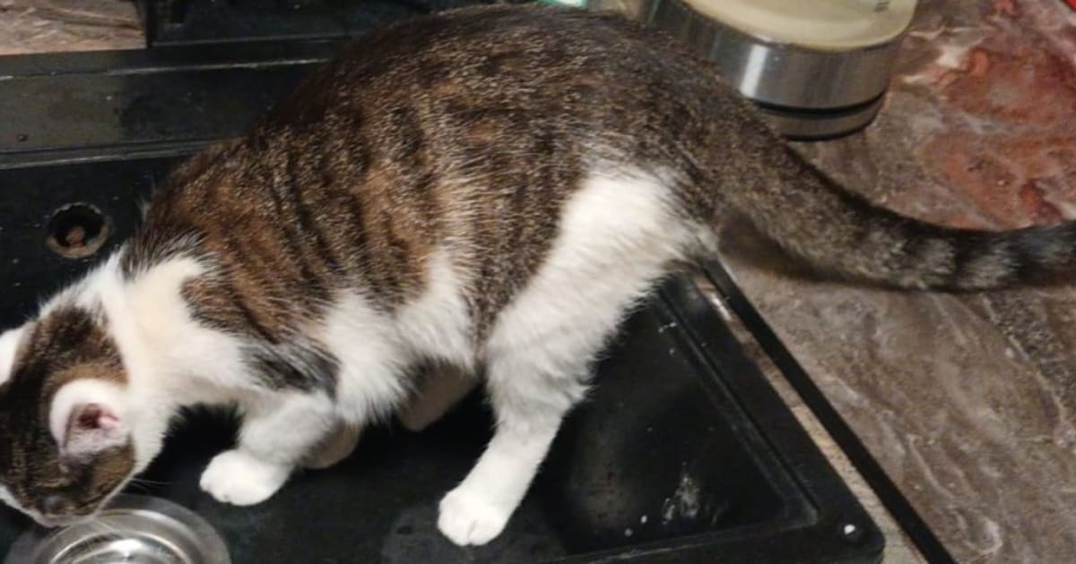 Heb jij Rinus, Vito of Jack gezien? Deze acht huisdieren worden in Meierijstad vermist