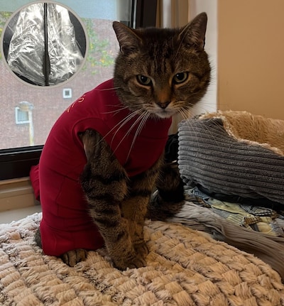 Kat in Eindhoven beschoten met kruisboog: ‘Na tien seconden drong het tot me door dat het een pijl w