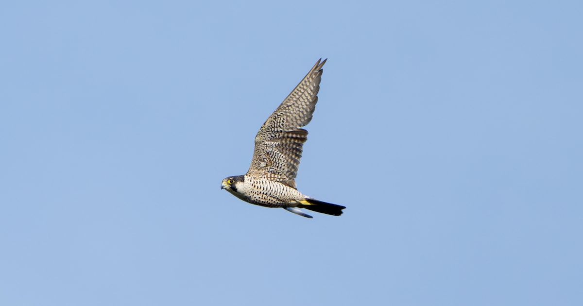 Lezing over slechtvalk in Tilburg: alles over snelste vogel ter wereld ...