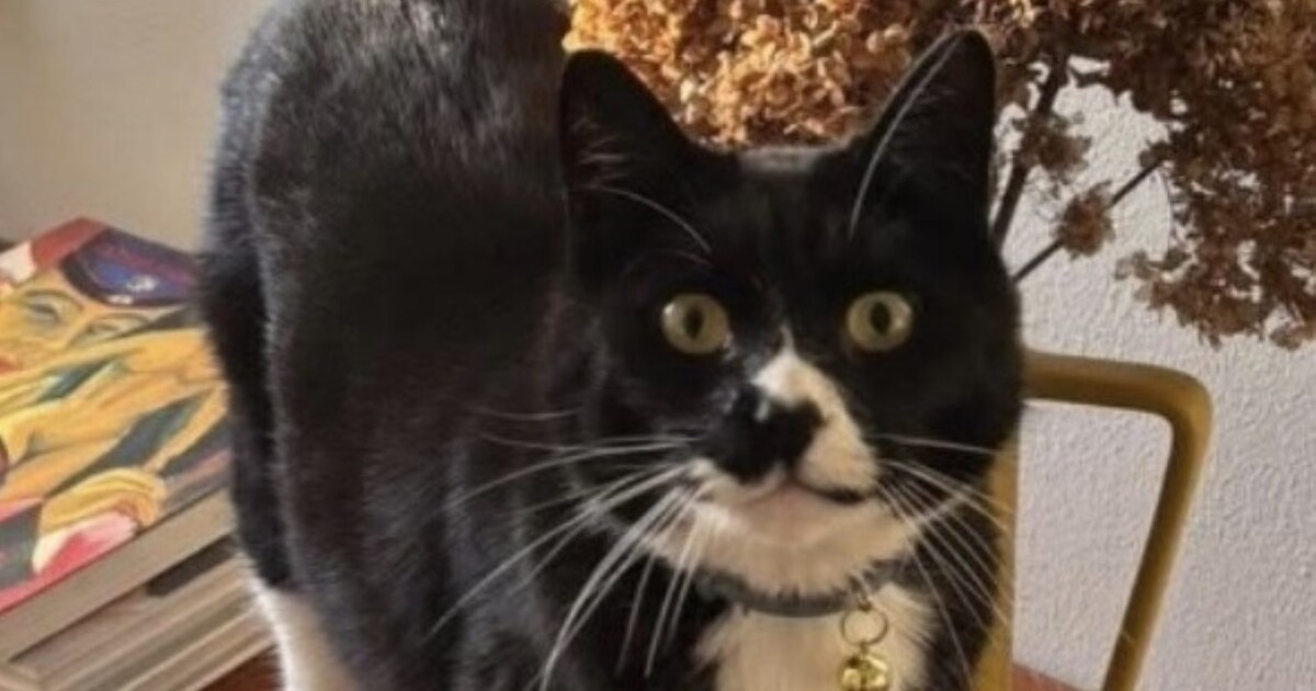 Heb jij Eppie of Geertje gezien? Deze twee huisdieren worden in Oisterwijk vermist
