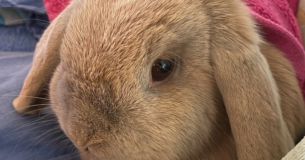 Heb jij Coco gezien? Dit huisdier wordt in Oisterwijk vermist