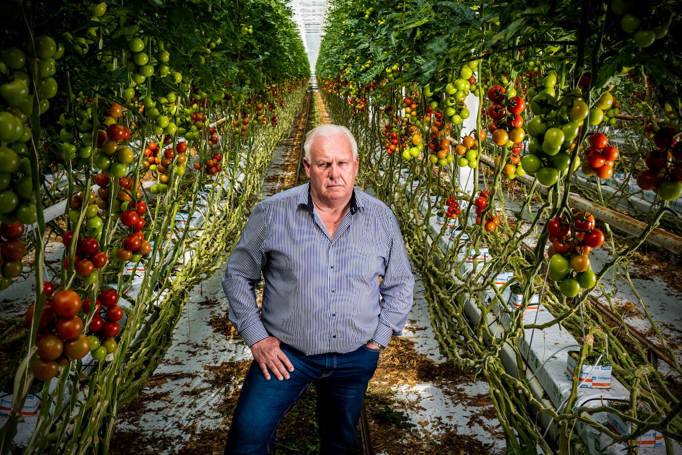 Leo van der Lans in een van zijn tomatenkassen. Hij gaat gebukt onder de hoge gasprijzen.